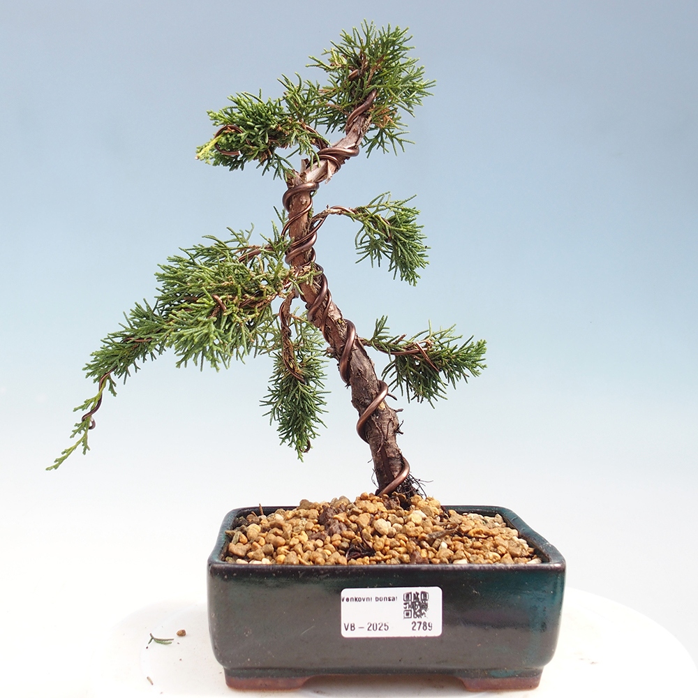 Vonkajší bonsai - Juniperus chinensis Kishu -Jalovec čínsky
