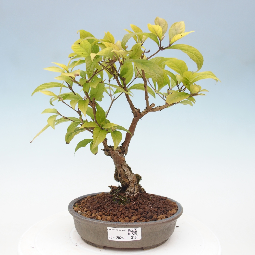 Vonkajšia bonsai - krásnoplodka - Callicarpa jap. Leucocarpa
