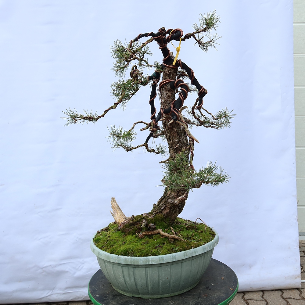 Pinus sylvestris Španielsko – borovica lesná