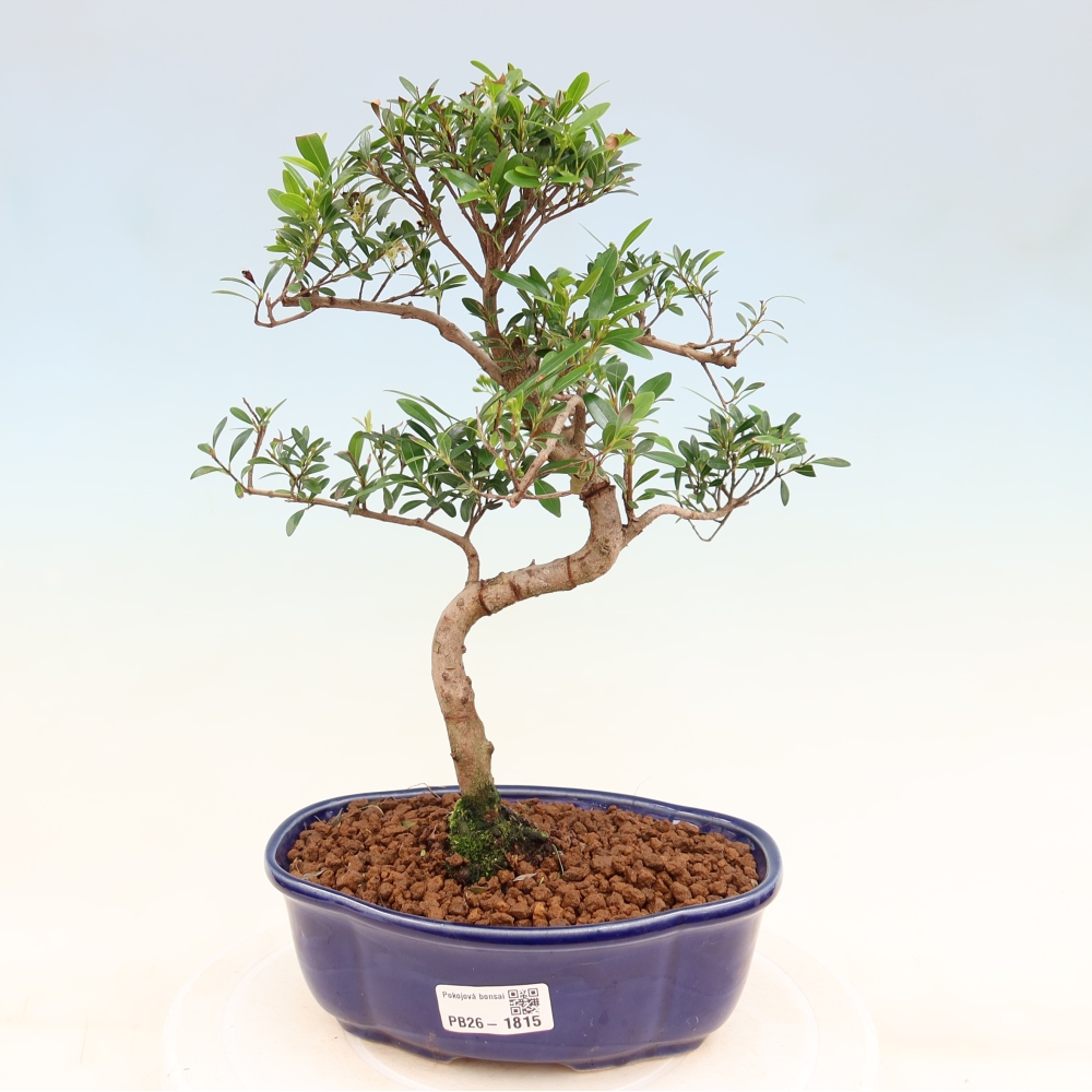 Izbové bonsaje - Syzygium - Pimento