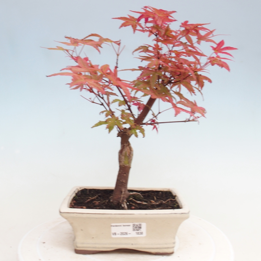 Vonkajší bonsaj - Acer palmatum DESHOJO