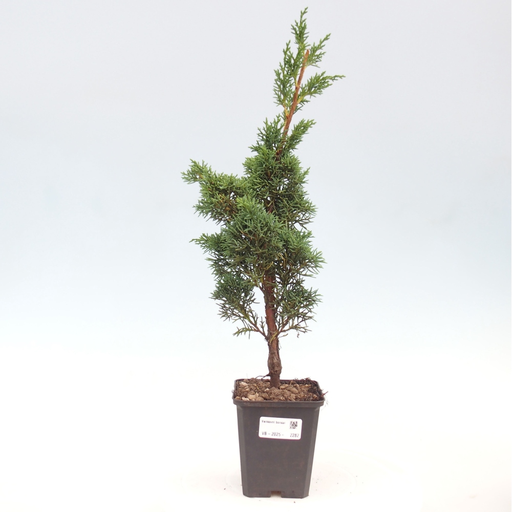 Vonkajšie bonsai - Juniperus chinensis Kishu -Jalovec čínsky