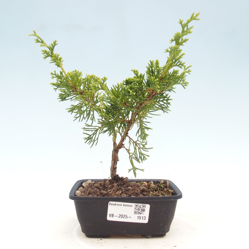 Vonkajší bonsai - Juniperus chinensis Itoigawa -Jalovec čínsky