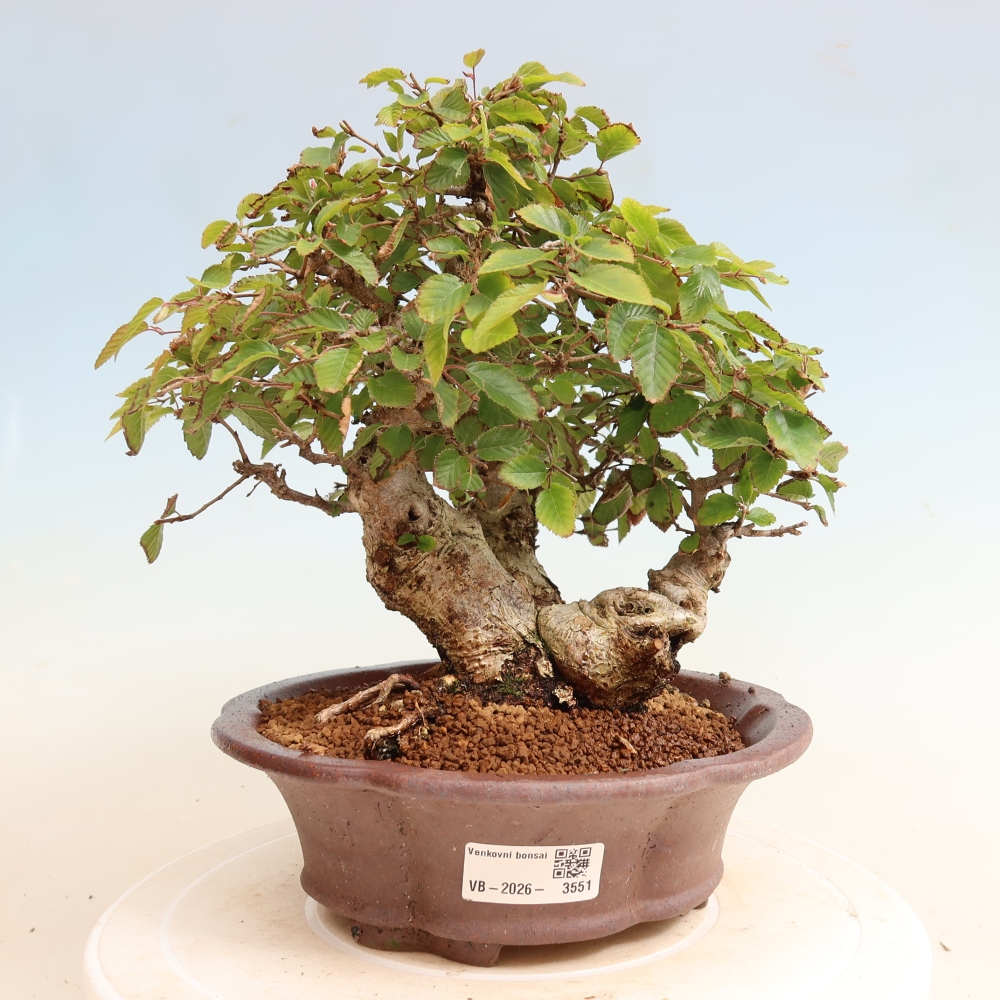 Vonkajšie bonsaje -Carpinus CARPINOIDES - Hrab kórejský