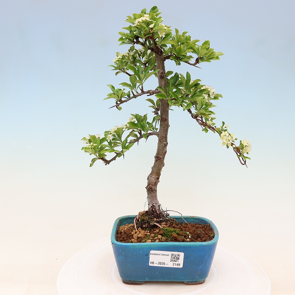 Vonkajší bonsai – Pyracantha teton – Hlohovec šarlátový