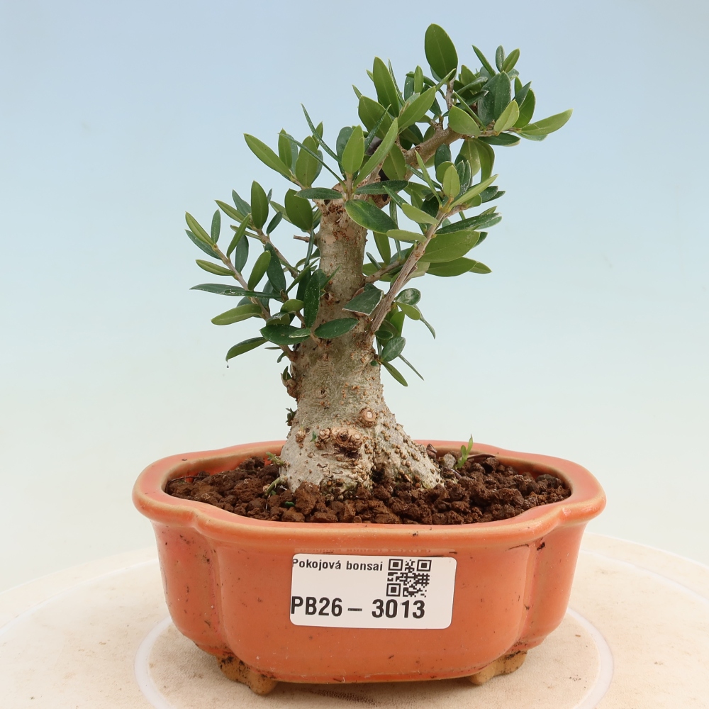 Izbový bonsaj - Olea europaea sylvestris