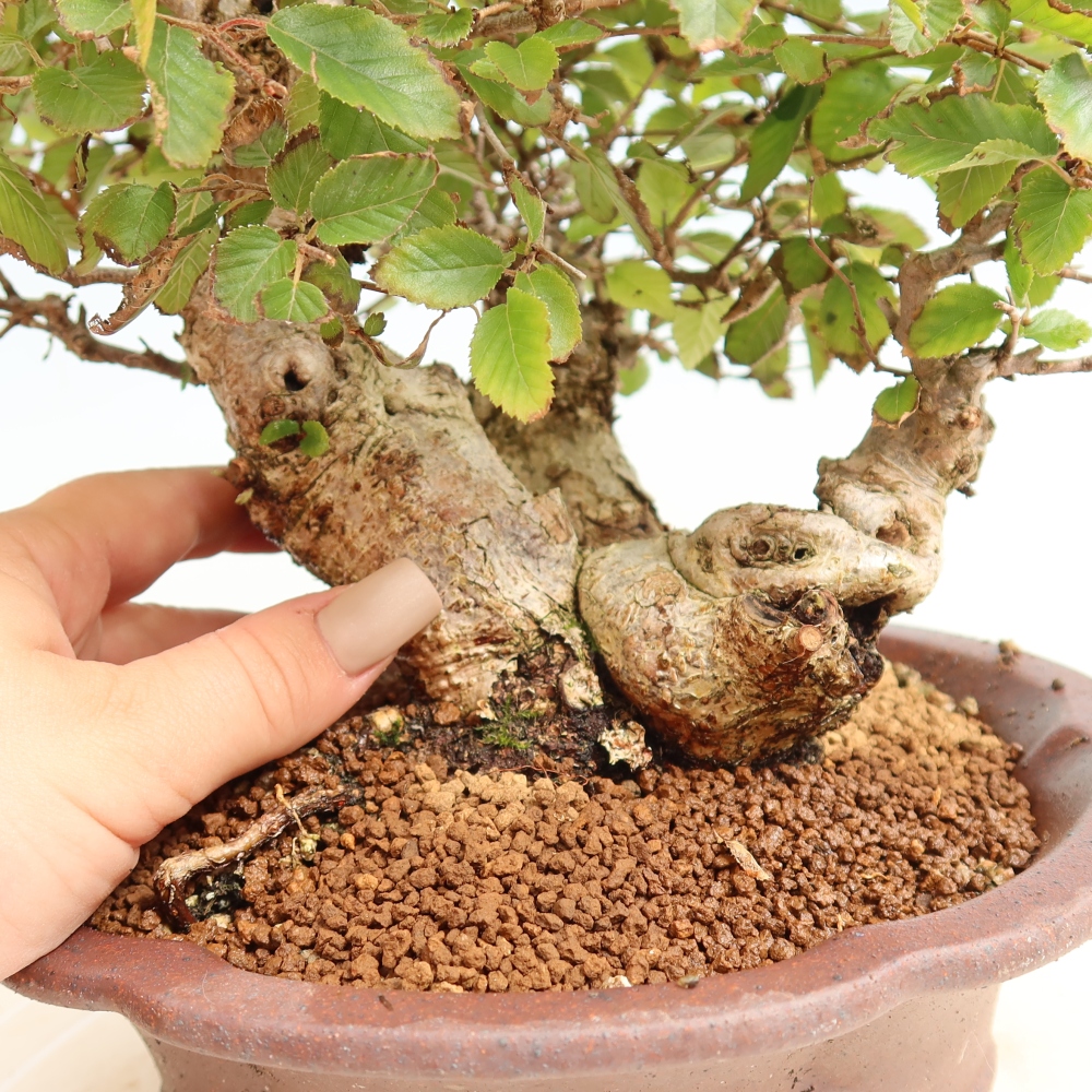 Vonkajšie bonsaje -Carpinus CARPINOIDES - Hrab kórejský