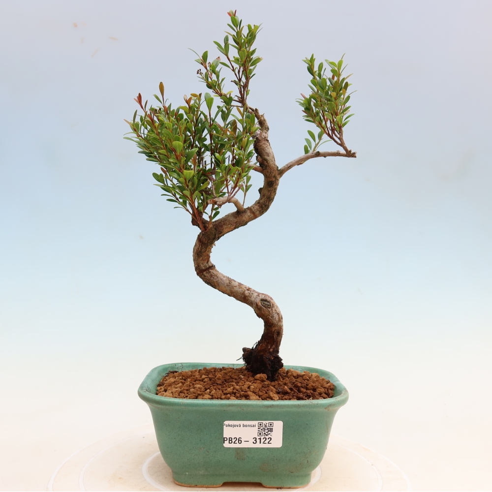 Izbové bonsaje - Syzygium - Pimento