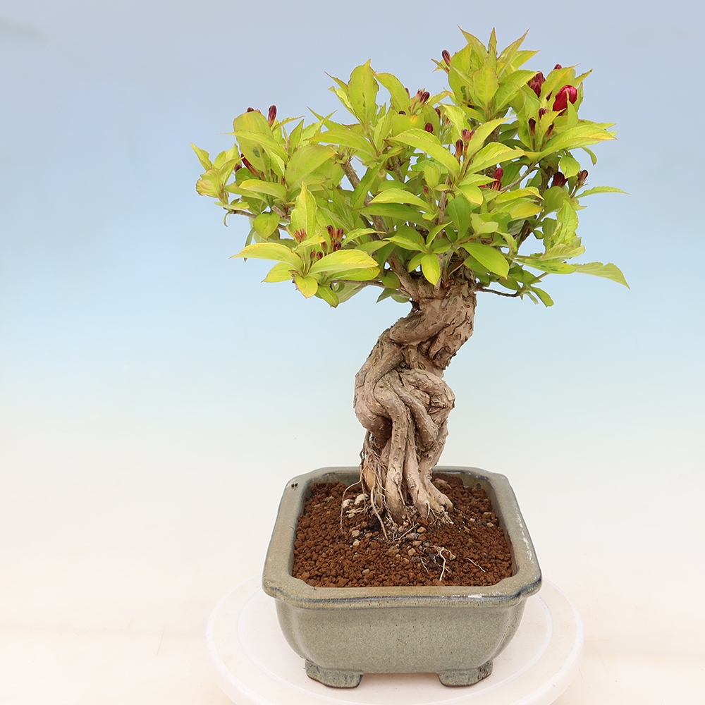 Vonkajší bonsai – Weigela subsessilis – vajgélia kórejská