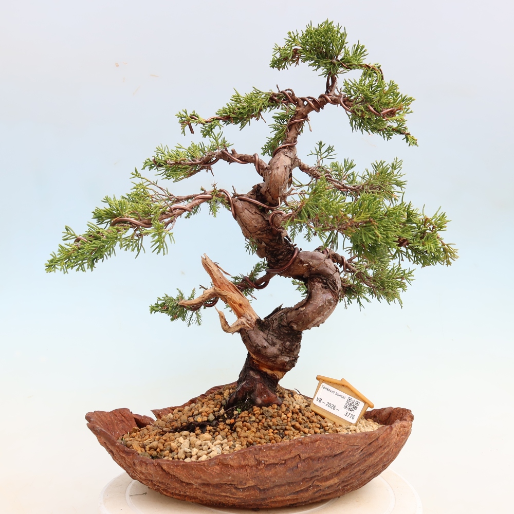 Vonkajší bonsai – Juniperus chinensis Itoigawa – čínsky jalovec