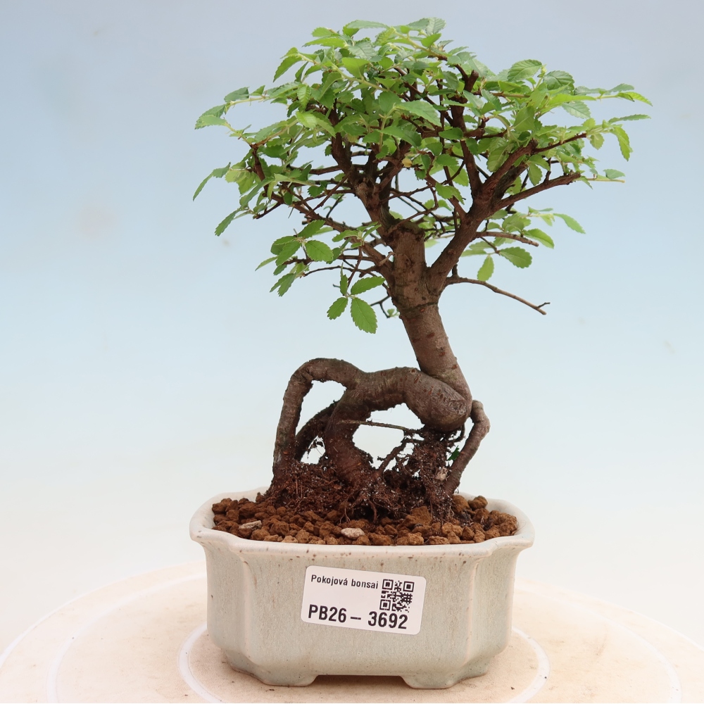 Izbový bonsaj - Ulmus parvifolia - brest malolistý