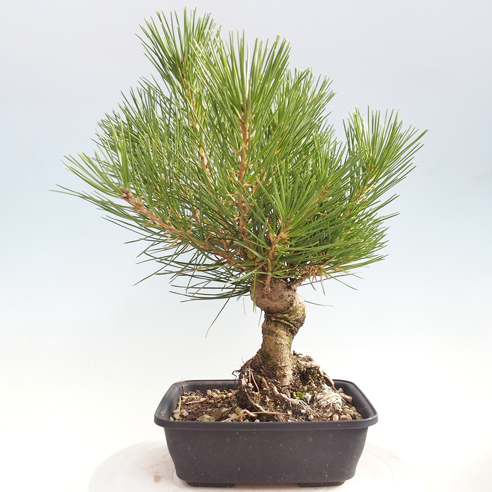 Vonkajšie bonsaje - Pinus thunbergii - borovica Thunbergova