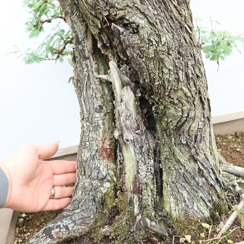 Izba bonsai – Akacia Arabica