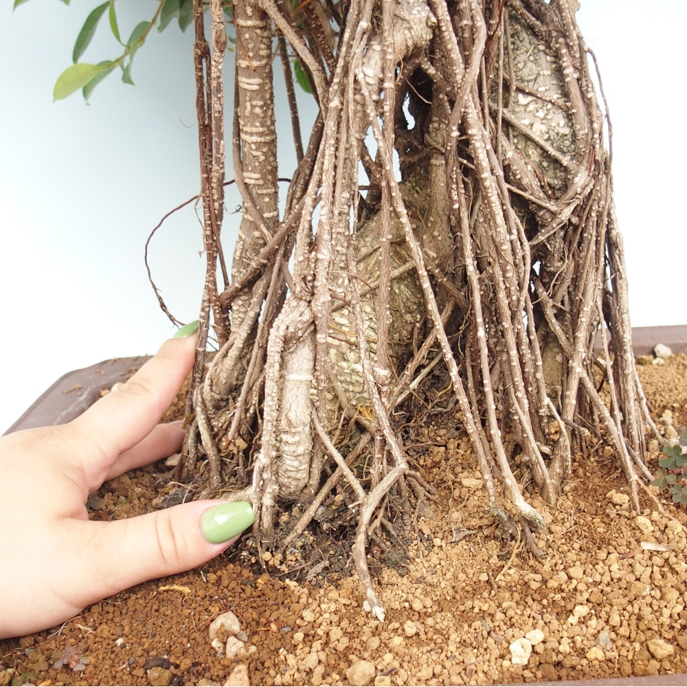 Izbové bonsaje - Ficus kimmen - drobnolistý fikus - len osobný odber alebo preprava na paletách