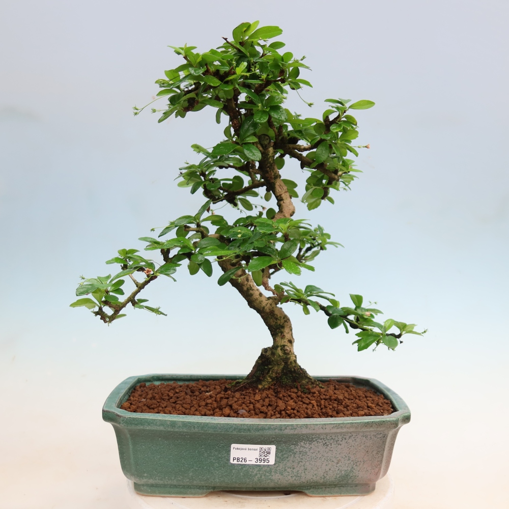 Izbové bonsaje - Carmona macrophylla - Tea fuki