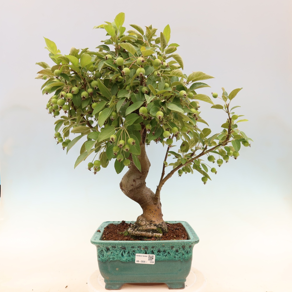 Vonkajšia bonsaj -Malus halliana - Malokvetá jabloň