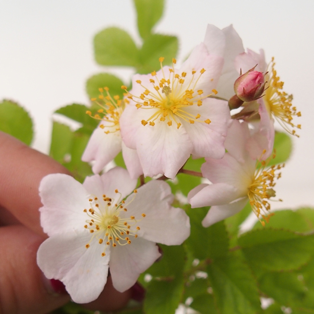 Vonkajší bonsai - Rosa sp. - malokvetá ruža