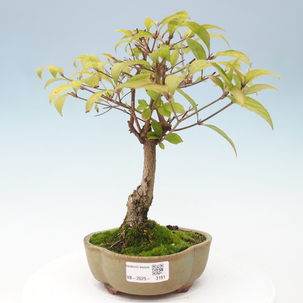 Vonkajšia bonsai - krásnoplodka - Callicarpa jap. Leucocarpa
