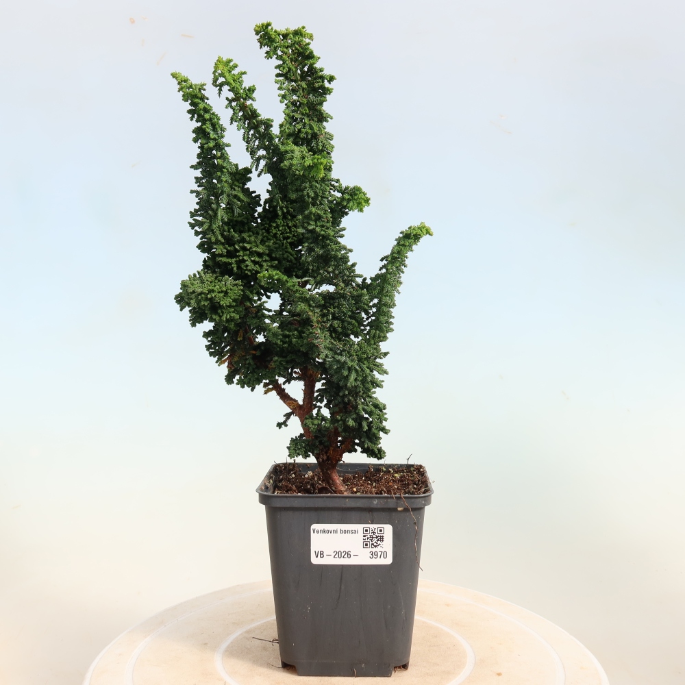 Vonkajší bonsaj - Cham. obtusa SEKKA HINOKI - Cypruštek