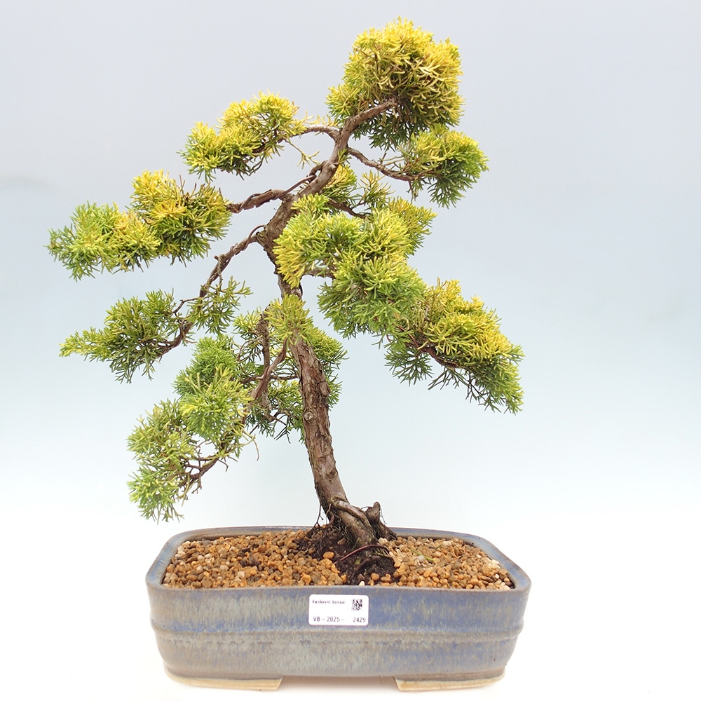 Vonkajší bonsai - Juniperus chinensis plumosa aurea - Borievka čínska zlatá