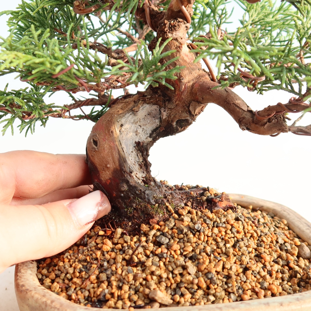 Vonkajší bonsai - Juniperus chinensis Itoigawa -Jalovec čínsky