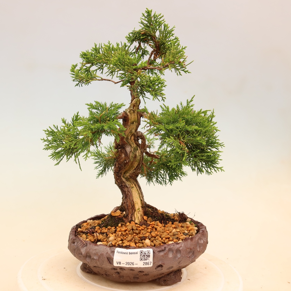 Vonkajší bonsaj - Juniperus chinensis Itoigawa