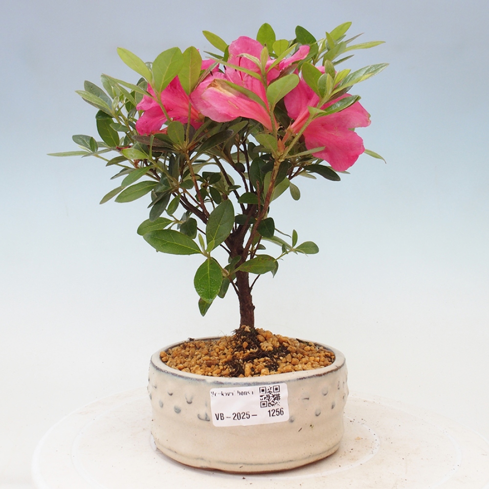 Vonkajší bonsai - Japonská azalka - Azalea sp.