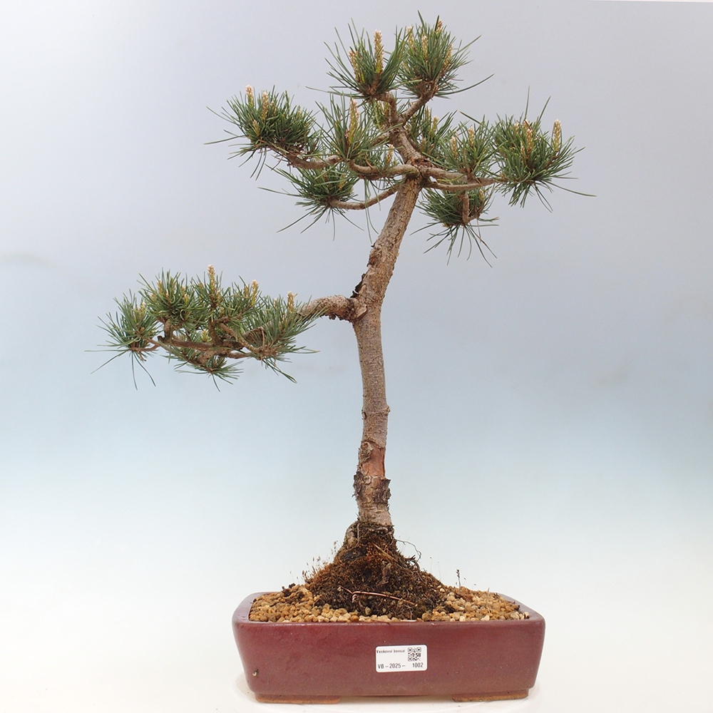 Vonkajšie bonsai - Pinus Sylvestris - Borovica lesná
