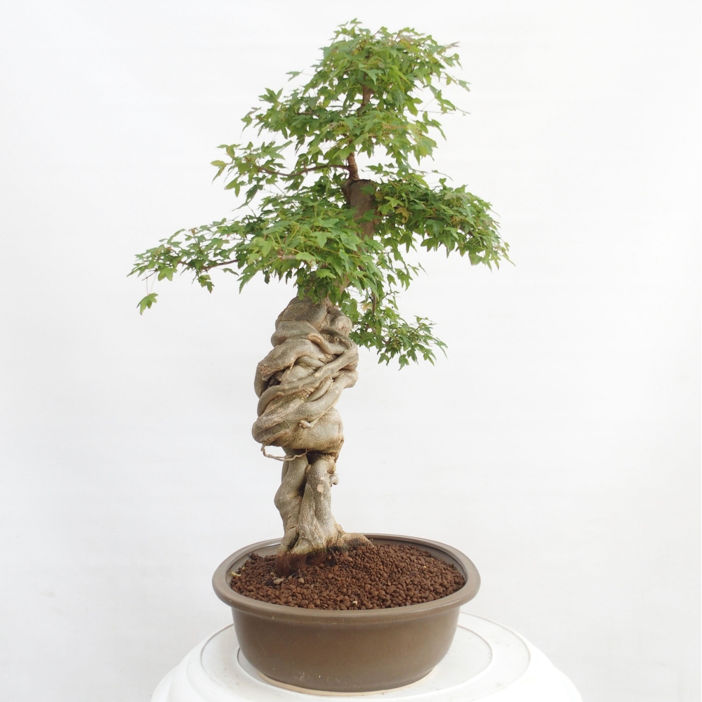 Vonkajšie bonsai - Javor Buergerianum - Javor Burgerův