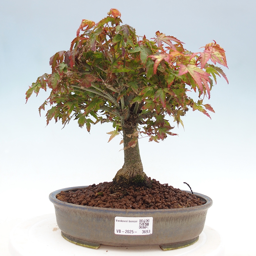 Acer palmatum KIOHIME - Javor palmetový