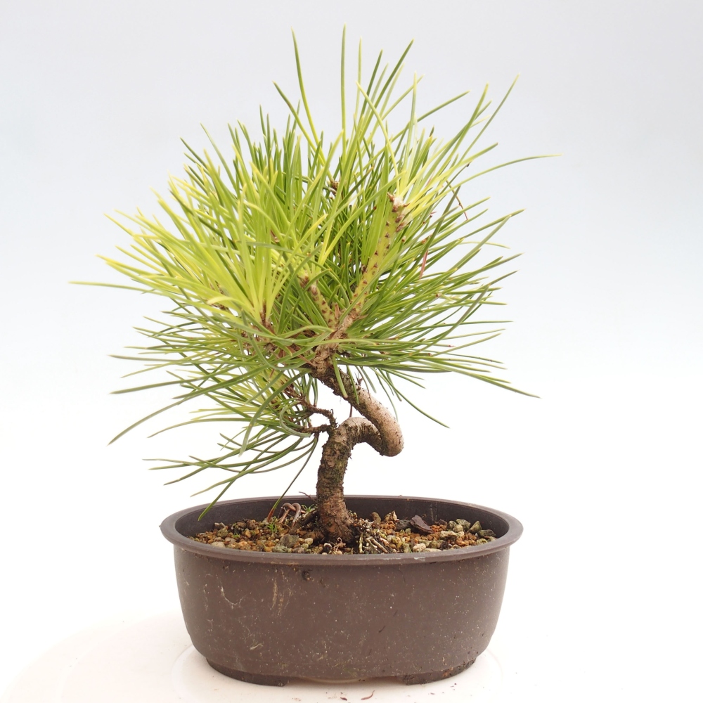 Vonkajší bonsai - Pinus thunbergii - Borovica thunbergova