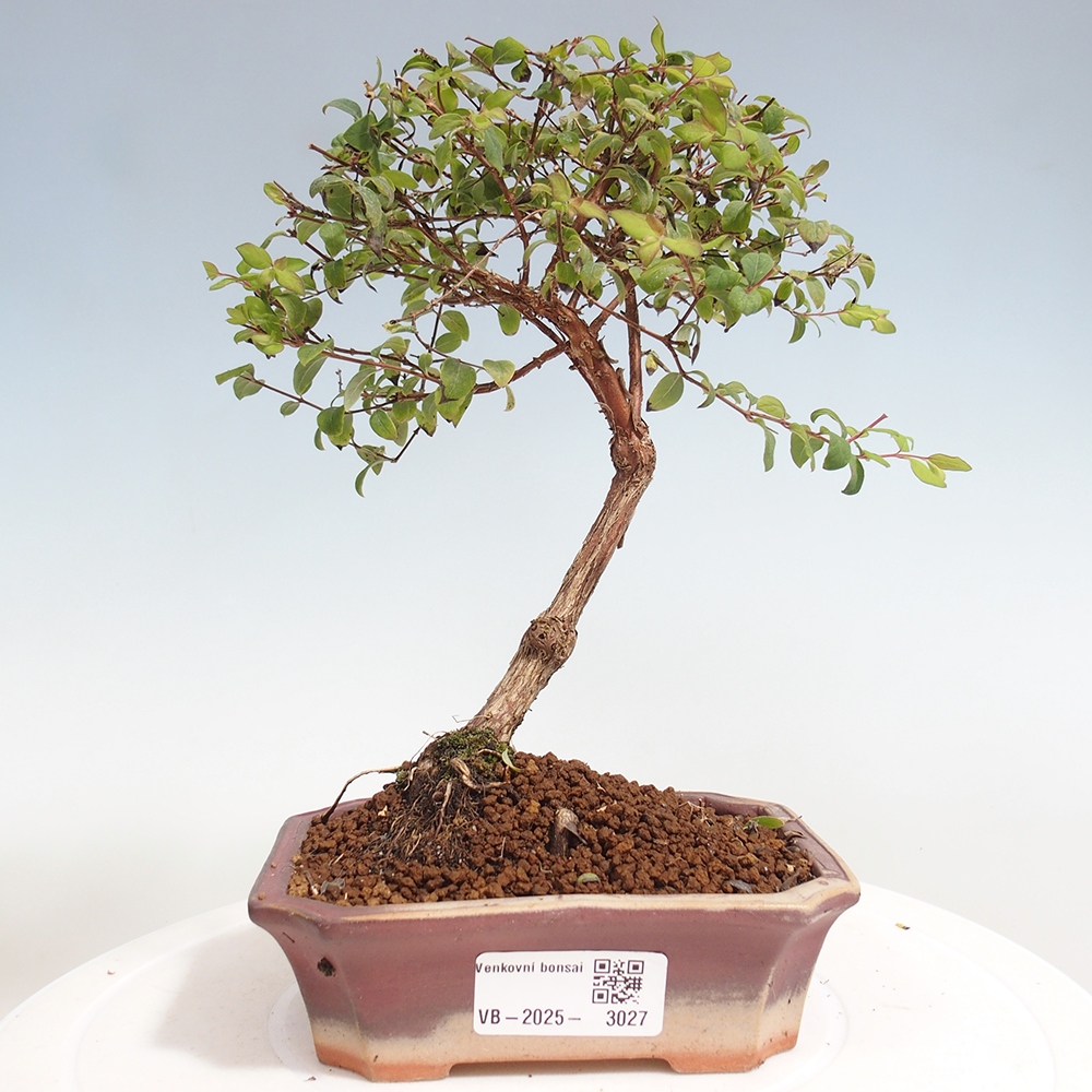 Vonkajší bonsai - Symphoricarpos d. Mother Pearl  - Pámelník
