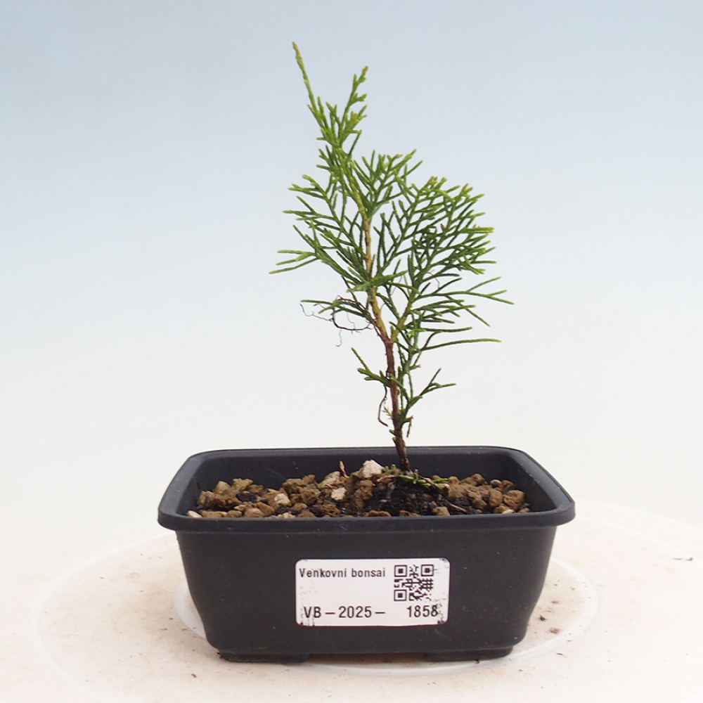 Vonkajší bonsai - Juniperus chinensis Itoigawa -Jalovec čínsky