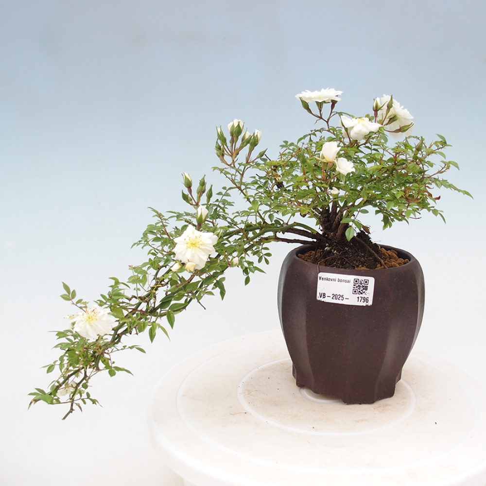 Vonkajší bonsai - Rosa Sea Foam - ruža