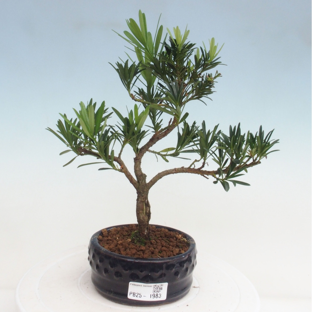 Izbová bonsai - Podocarpus - Kamenný tis