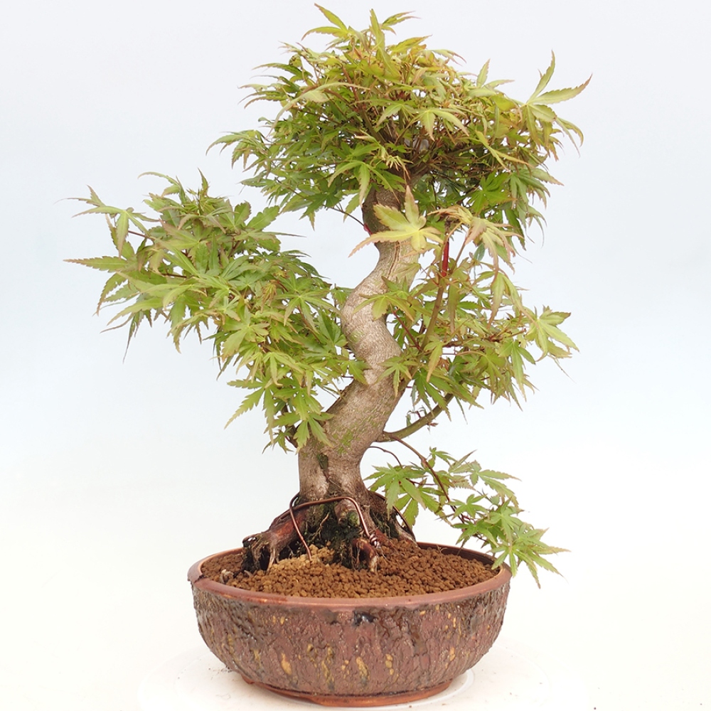 Vonkajšie bonsai - Acer palmatum  - Javor dlaňolistý
