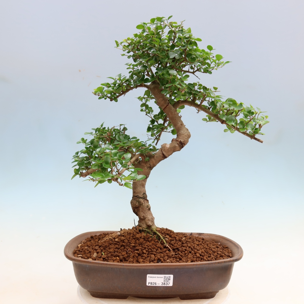 Izbový bonsaj -Ligustrum retusa - drobnolistý vtáčí zob