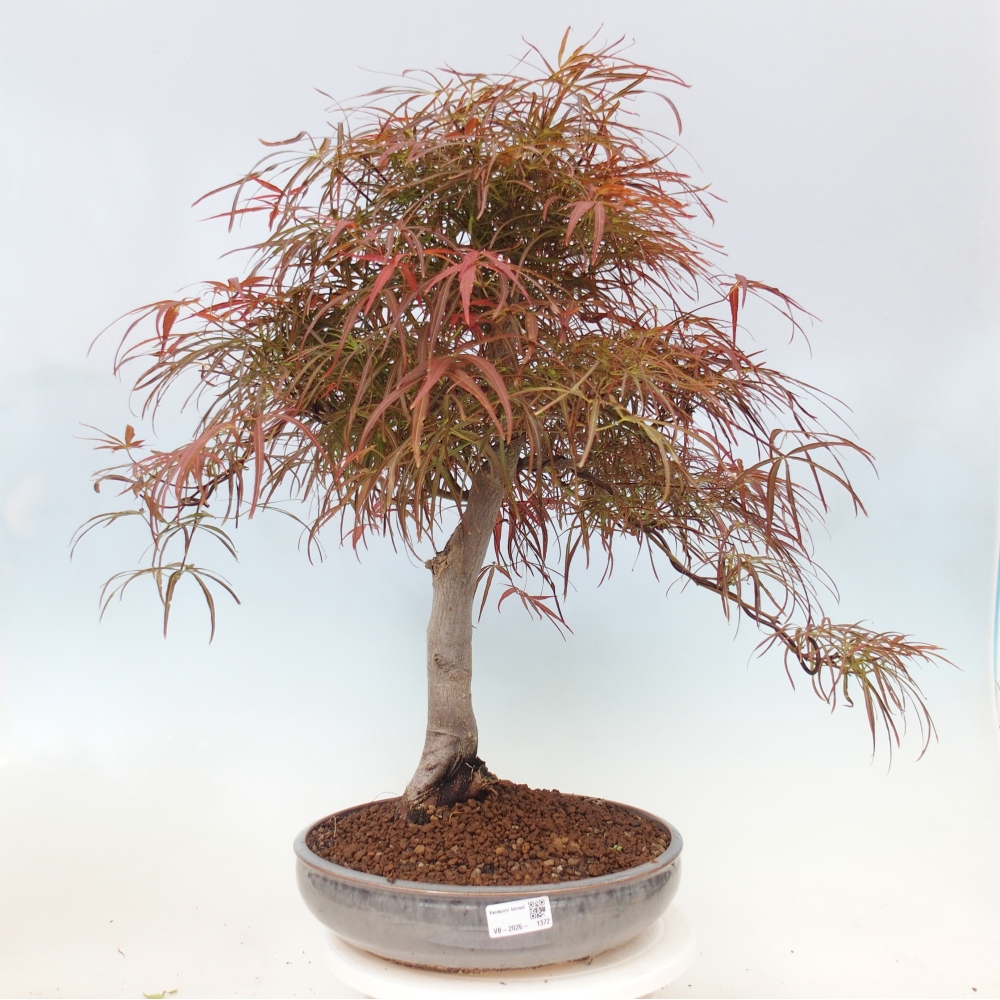 Vonkajší bonsaj - Acer palmatum RED PYGMY