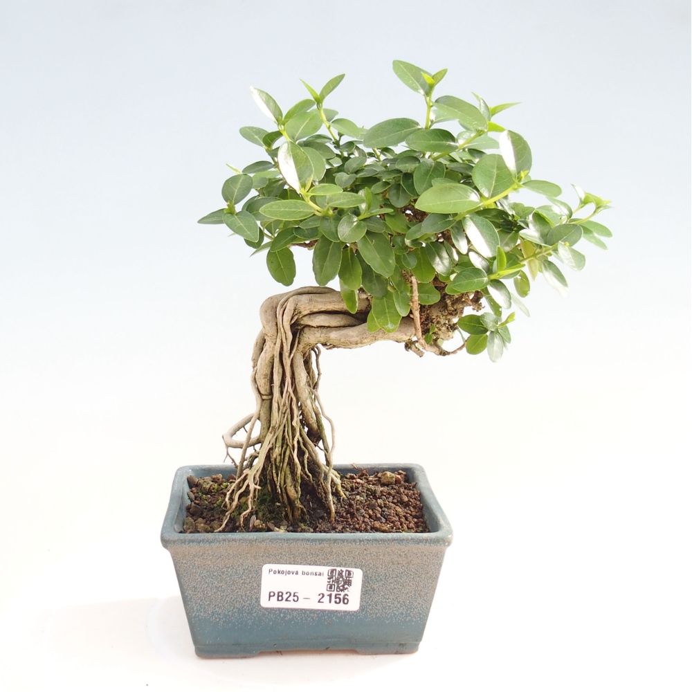 Izbová bonsai - Premna serratifolia - Kozlovoň malolistá