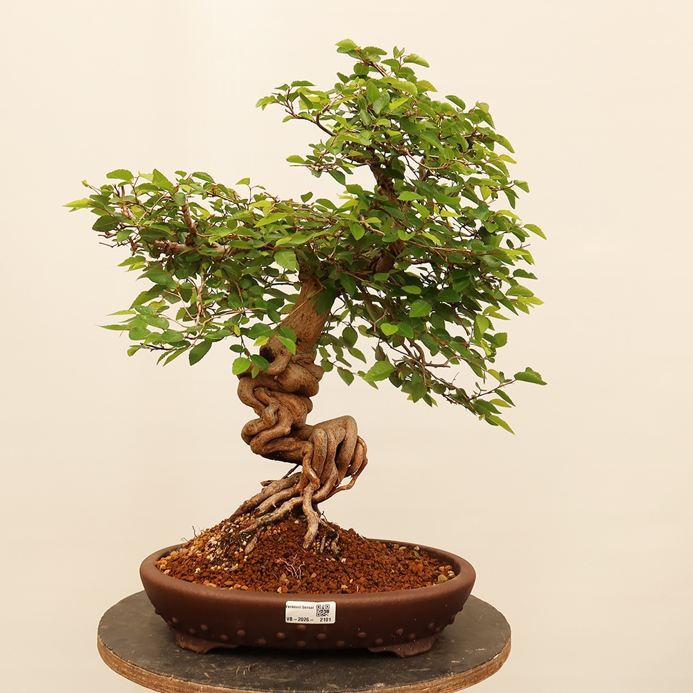 Vonkajší bonsai -Carpinus Coreana - Hrab kórejský