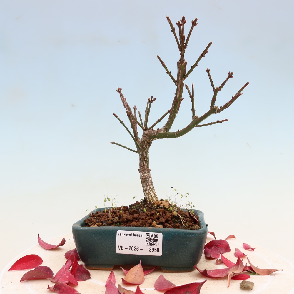 Vonkajší bonsai – Euonymus alatus comactus – krídlatý brslen