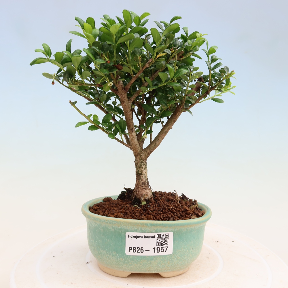 Izbový bonsaj - Ilex crenata - Cesmína