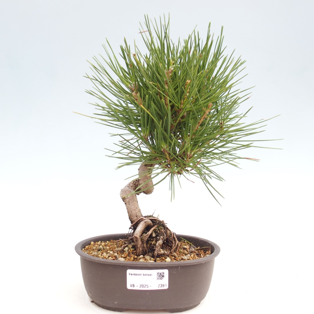 Vonkajší bonsai - Pinus thunbergii - Borovica thunbergova