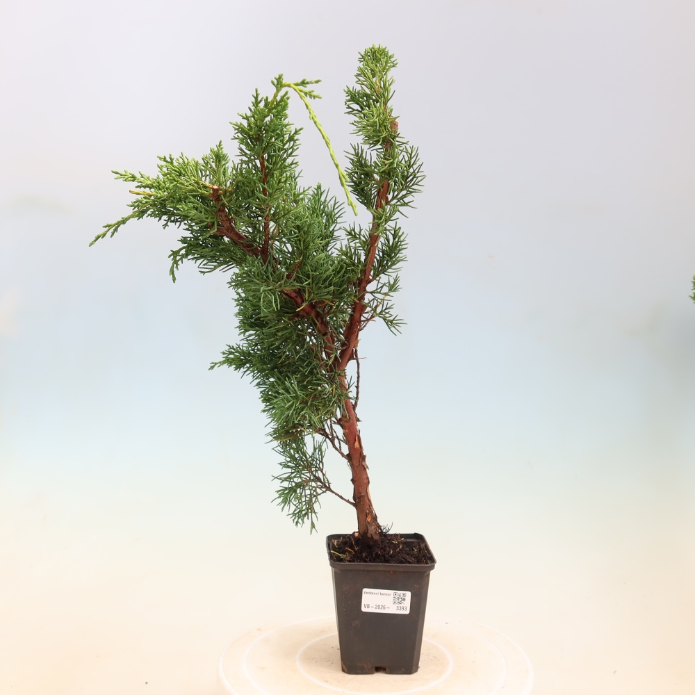 Vonkajší bonsaj - Juniperus chinensis Kishu