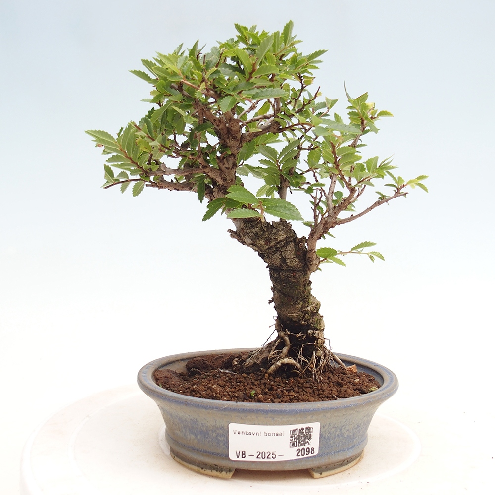 Vonkajšie bonsai - Zelkova - Zelkova Nirom