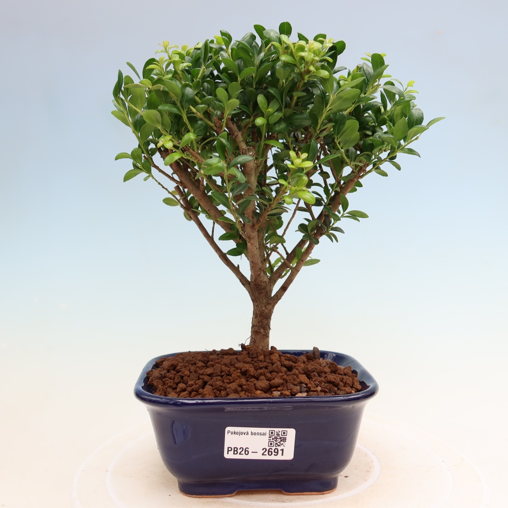 Izbový bonsaj - Ilex crenata - Cesmína