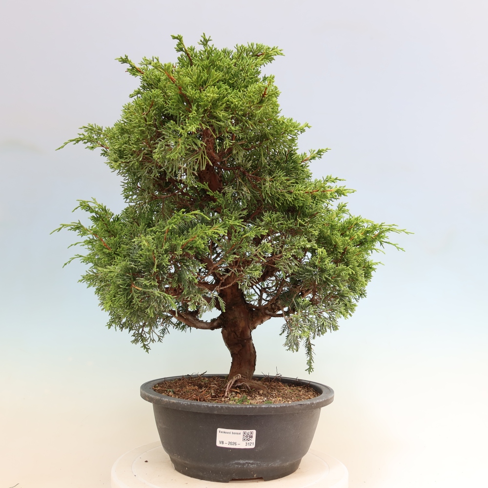 Vonkajší bonsai – Juniperus chinensis Itoigawa – čínsky jalovec