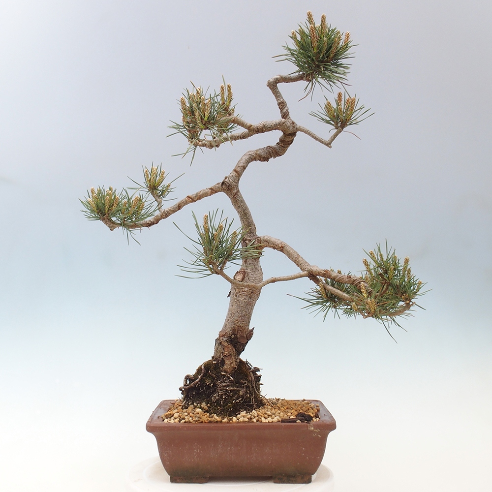 Vonkajšie bonsai - Pinus Sylvestris - Borovica lesná