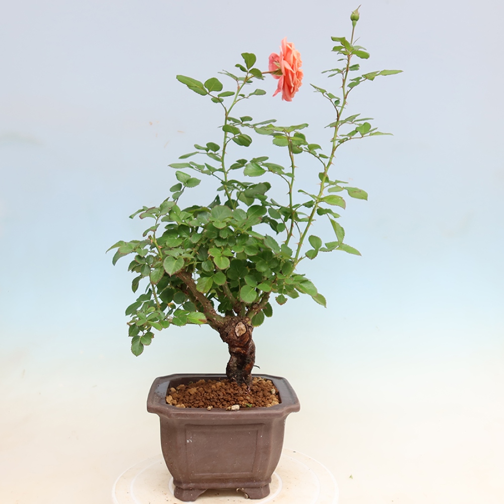 Vonkajšie bonsaje – Rosa Kordes – ruže