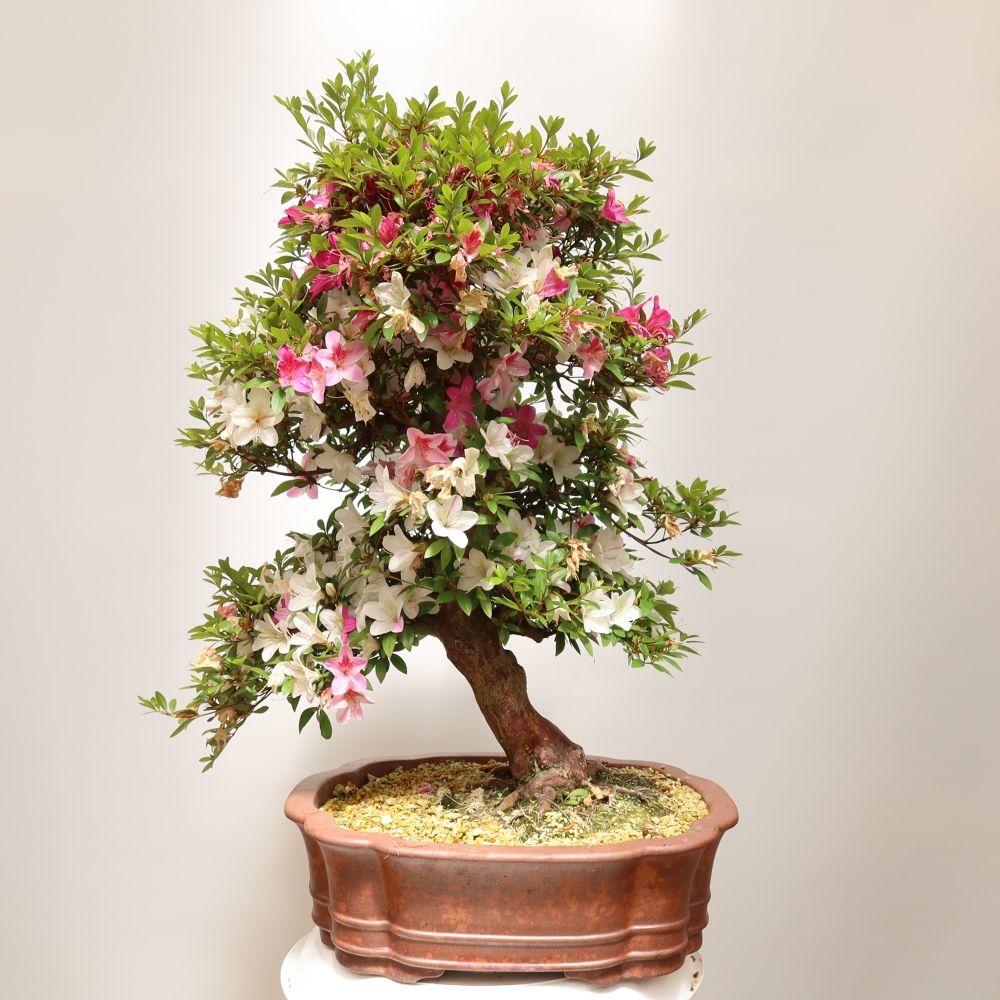 Vonkajšie bonsaje - Japonské azalky - Azalea Shunen
